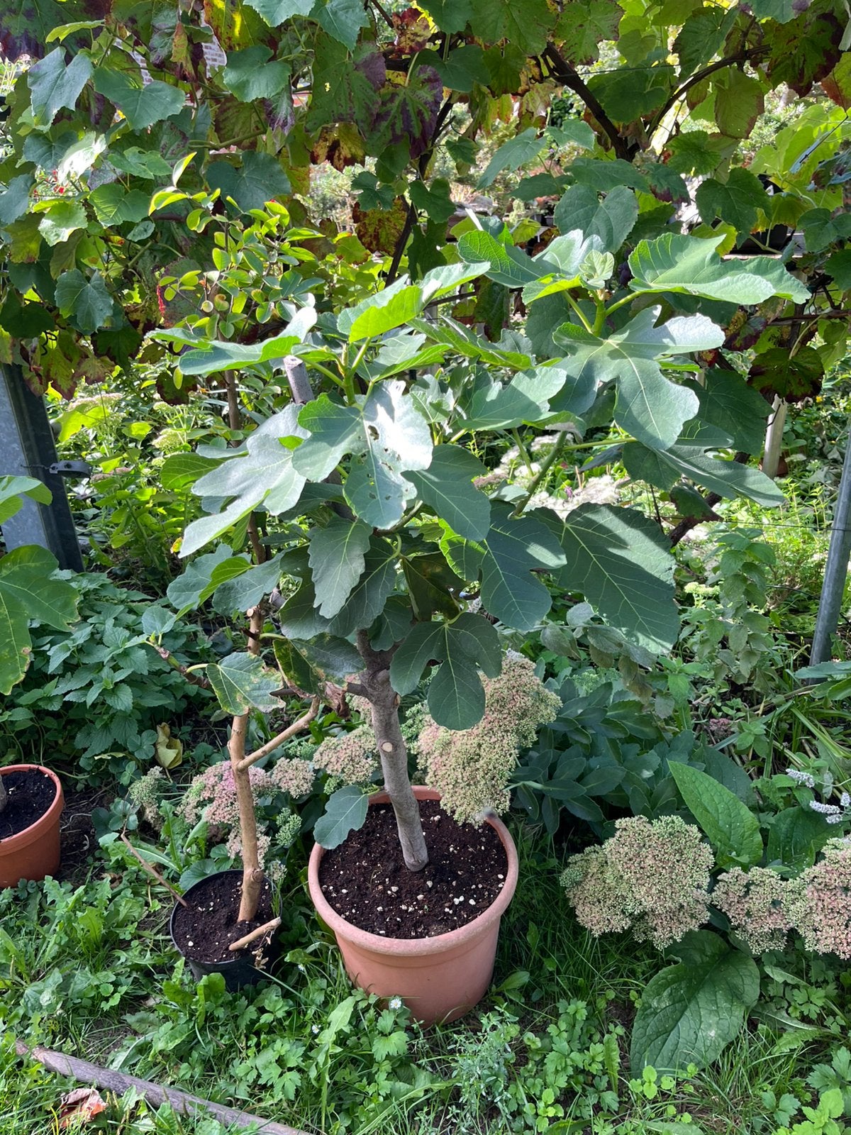 Vijgenbomen van verschillende groottes, Ophalen, In pot