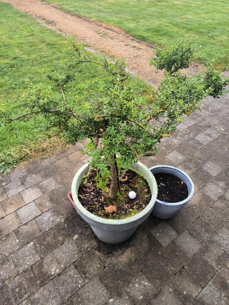 Pot met klein boompje/struik, Ophalen, Struik