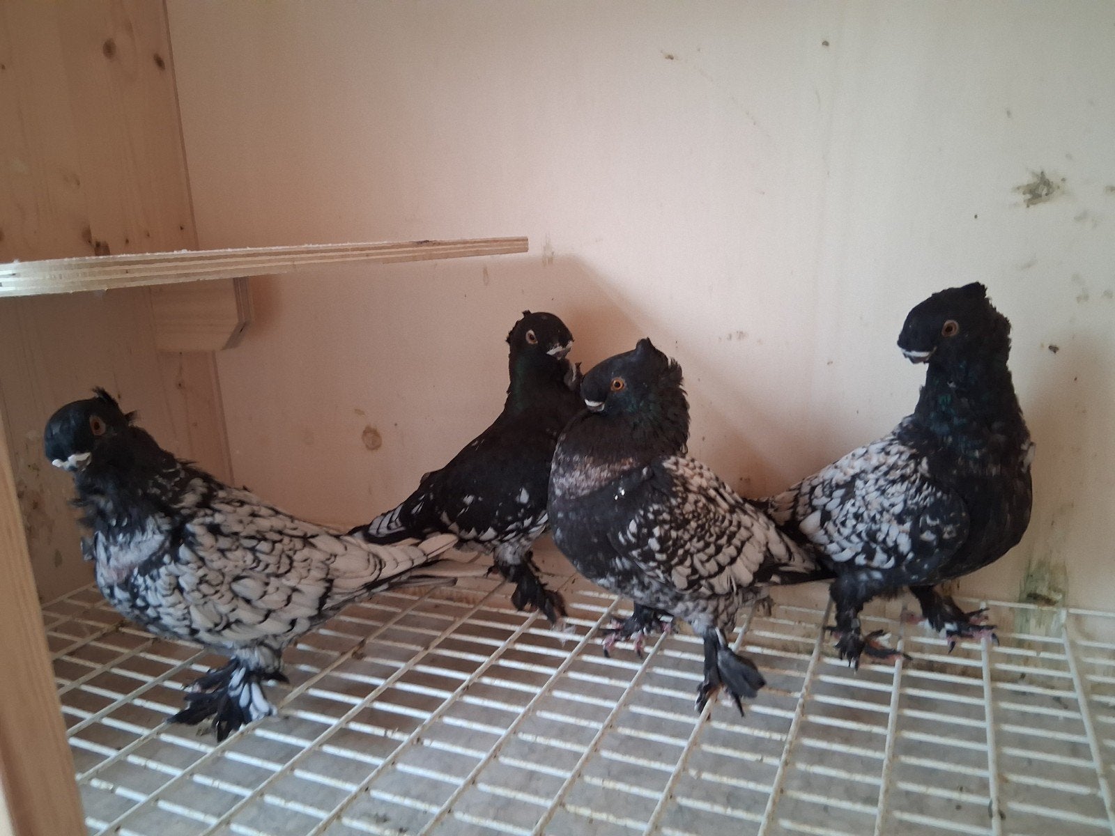 oosterse meeuw, blondinette, Dieren en Toebehoren, Vogels | Duiven, Overige soorten