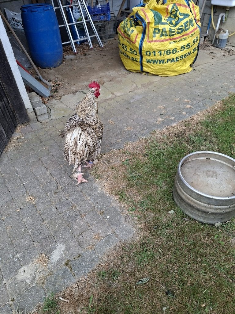 Mechelse koekoek, Dieren en Toebehoren, Pluimvee, Meerdere dieren, Kip