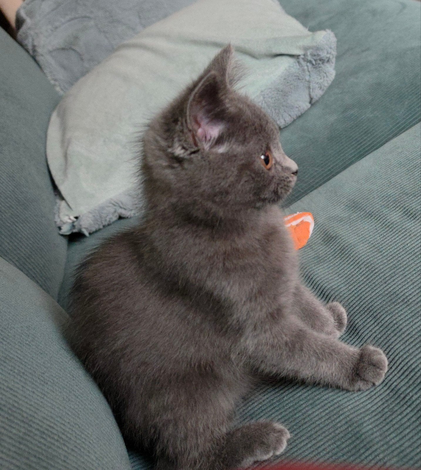 lieve blue solid britse korthaar kitten, Dieren en Toebehoren, Poes, Gechipt, 0 tot 2 jaar