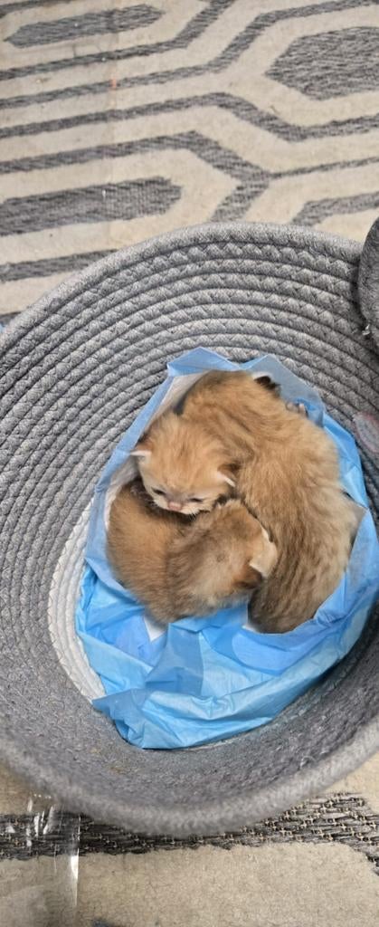 Golden kittens te koop, Dieren en Toebehoren, Katten en Kittens | Raskatten | Korthaar, Meerdere dieren, Gechipt, 0 tot 2 jaar