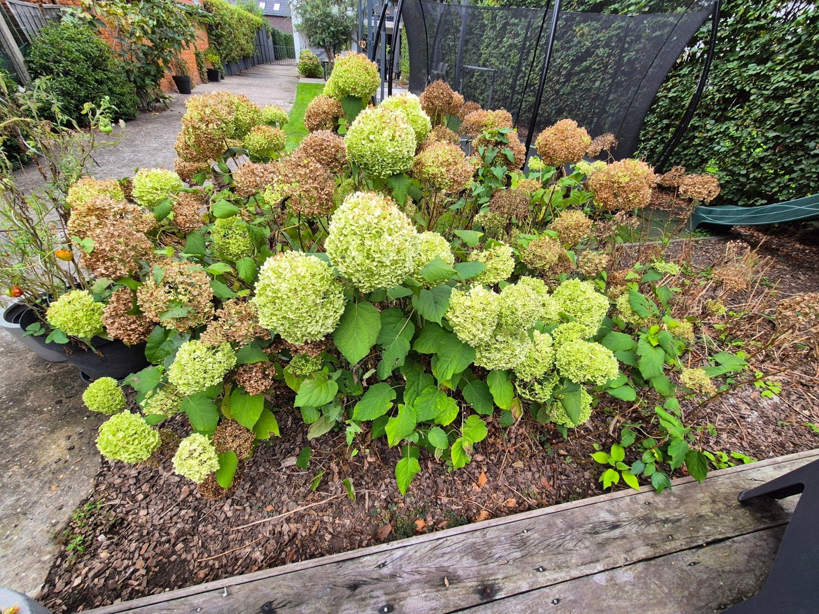 Hortensia's, Autres espèces, Été, Enlèvement, Plante fixe