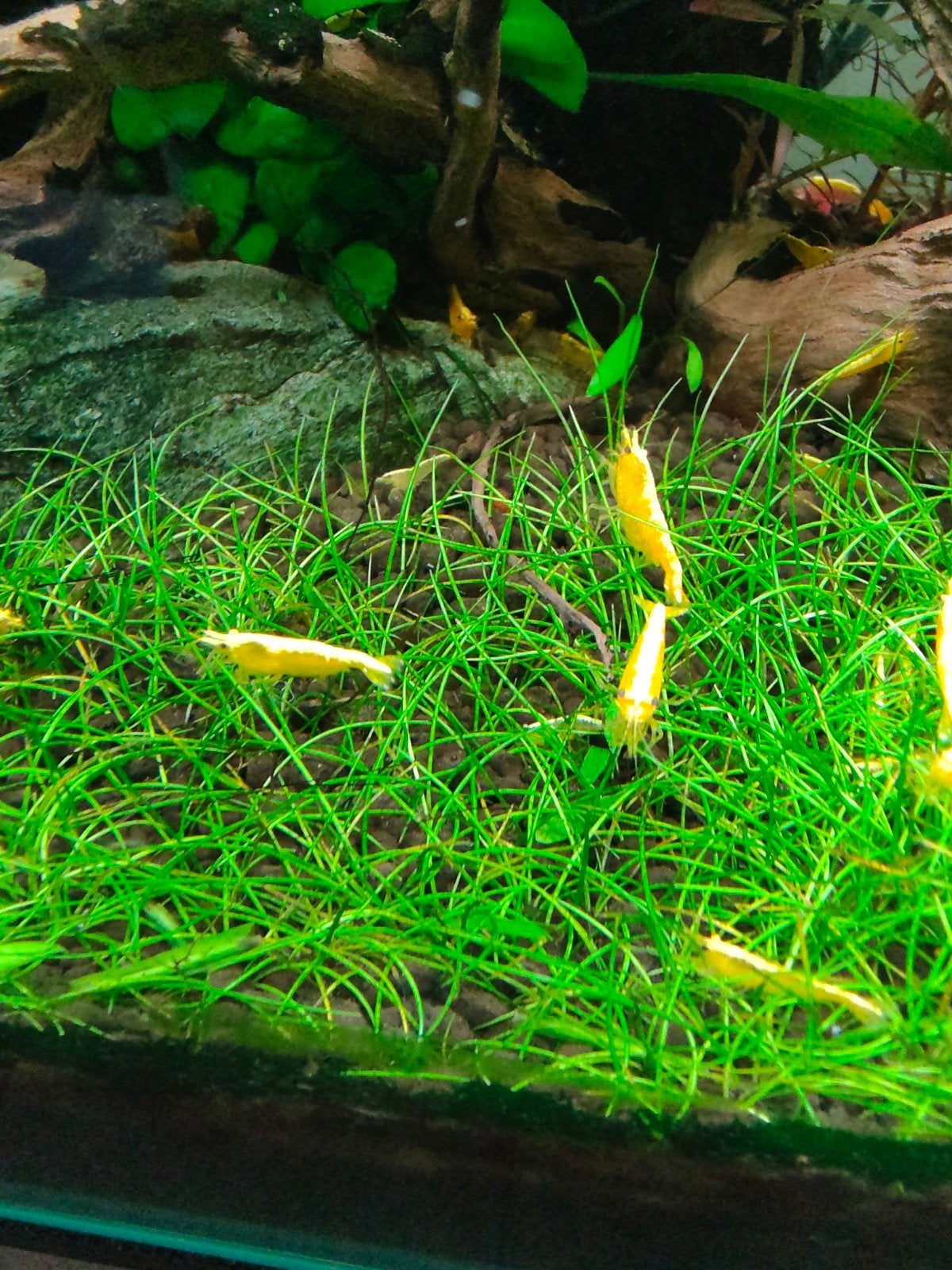 Neocaridina Yellow fire backstripe garnalen high grade