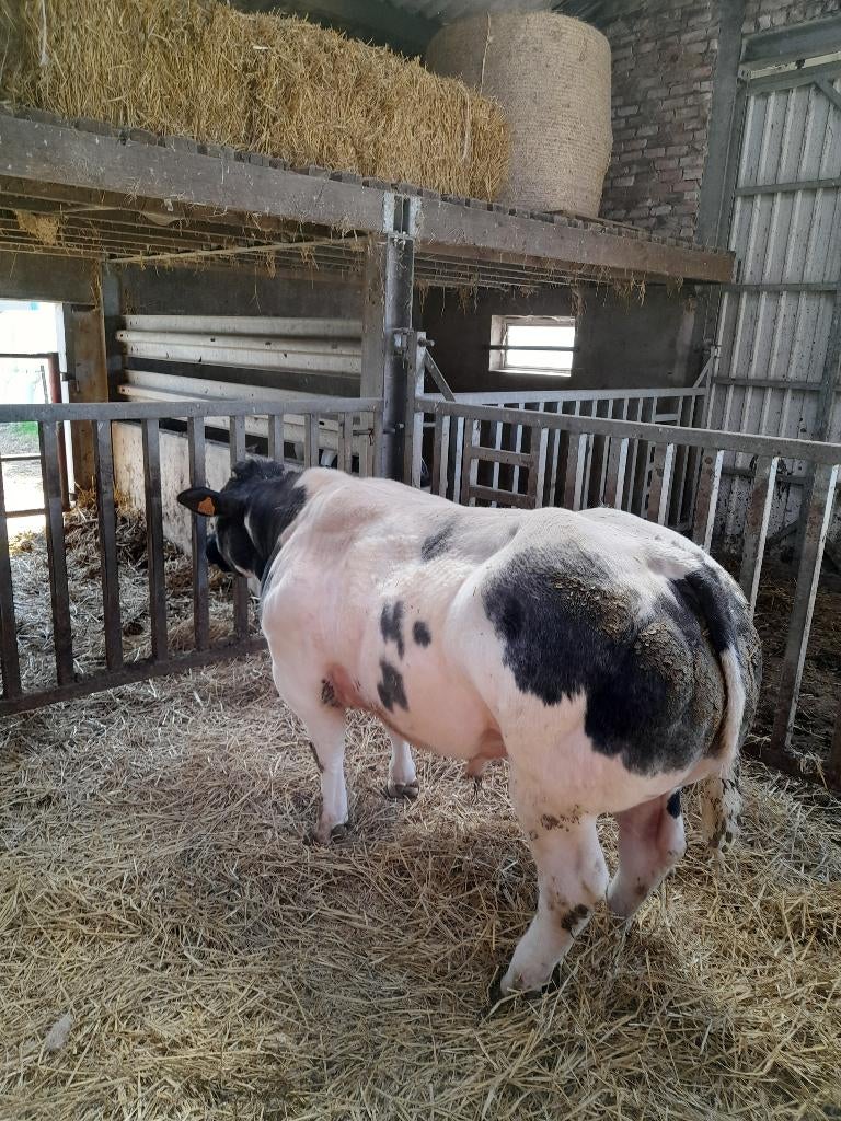 Stier te koop (met stamboom), Dieren en Toebehoren, Runderen, Mannelijk, 0 tot 2 jaar