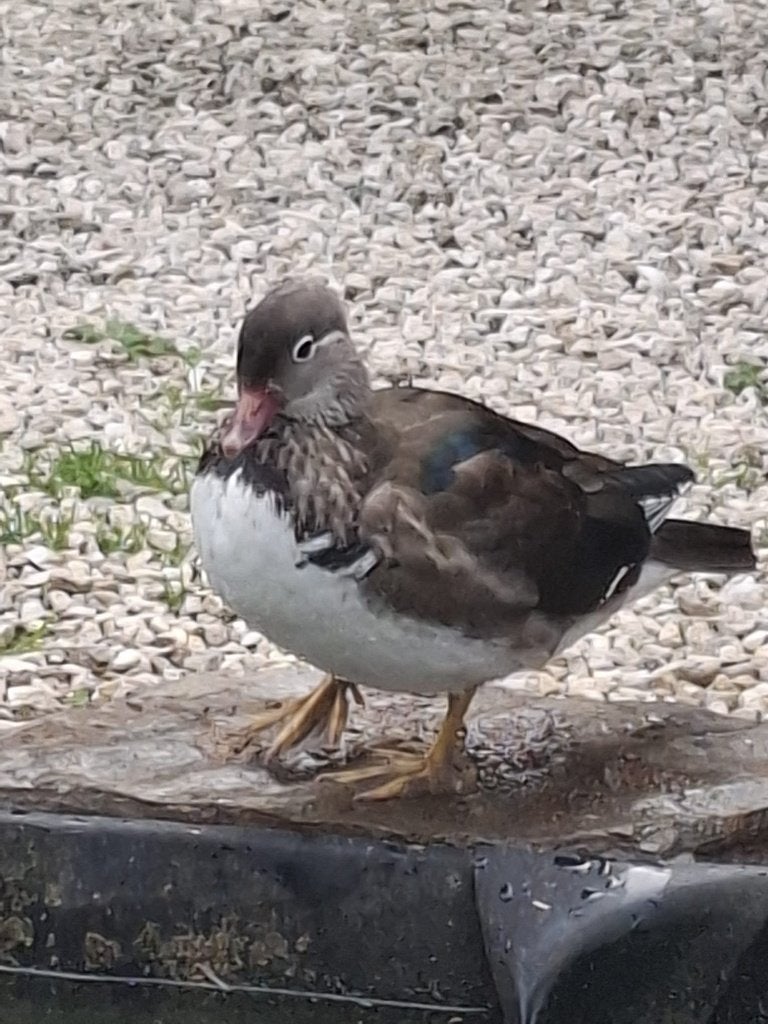 Mandarijneenden, Dieren en Toebehoren, Mannelijk, Eend