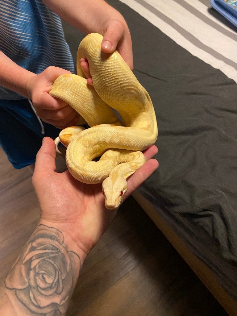 Albino boa bci, Animaux & Accessoires, Serpent, 0 à 2 ans