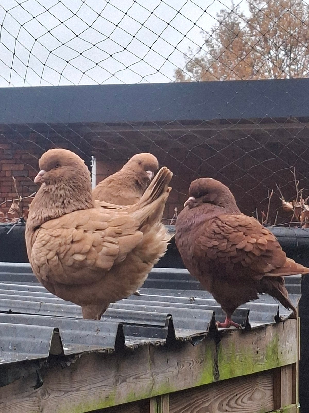 King koppel, Dieren en Toebehoren