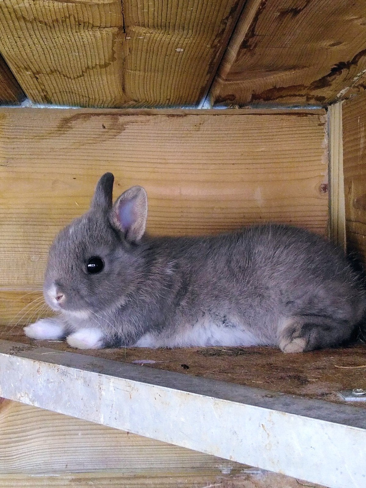 Dwergkonijntje, Dieren en Toebehoren, Konijnen, Vrouwelijk, Klein
