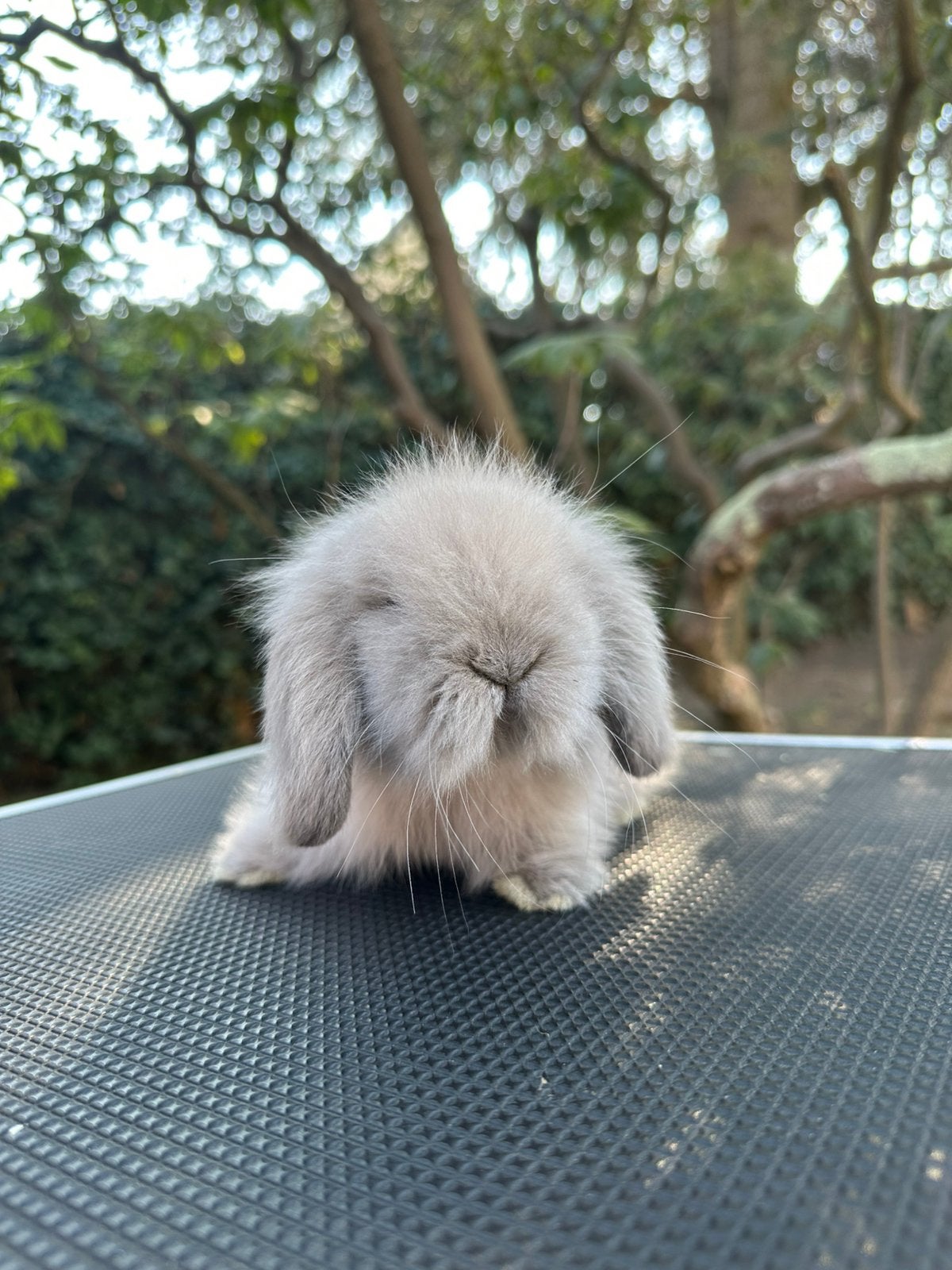Lionlop voedstertje, Oreilles tombantes