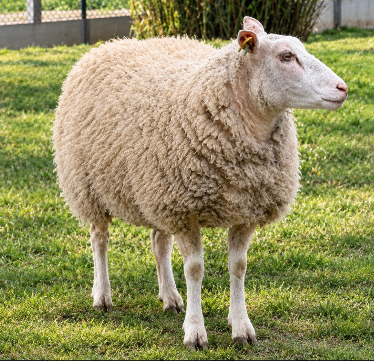 10 ooien charmoise, Dieren en Toebehoren, Vrouwelijk, Schaap, 0 tot 2 jaar