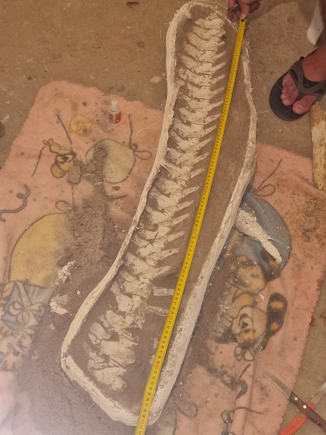 Véritable mosasaurus, Collections, Enlèvement ou Envoi