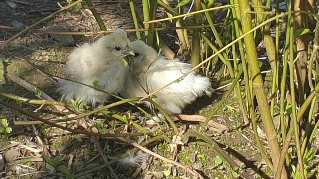 Zijdehoen kuikens, Dieren en Toebehoren, Geslacht onbekend, Kip