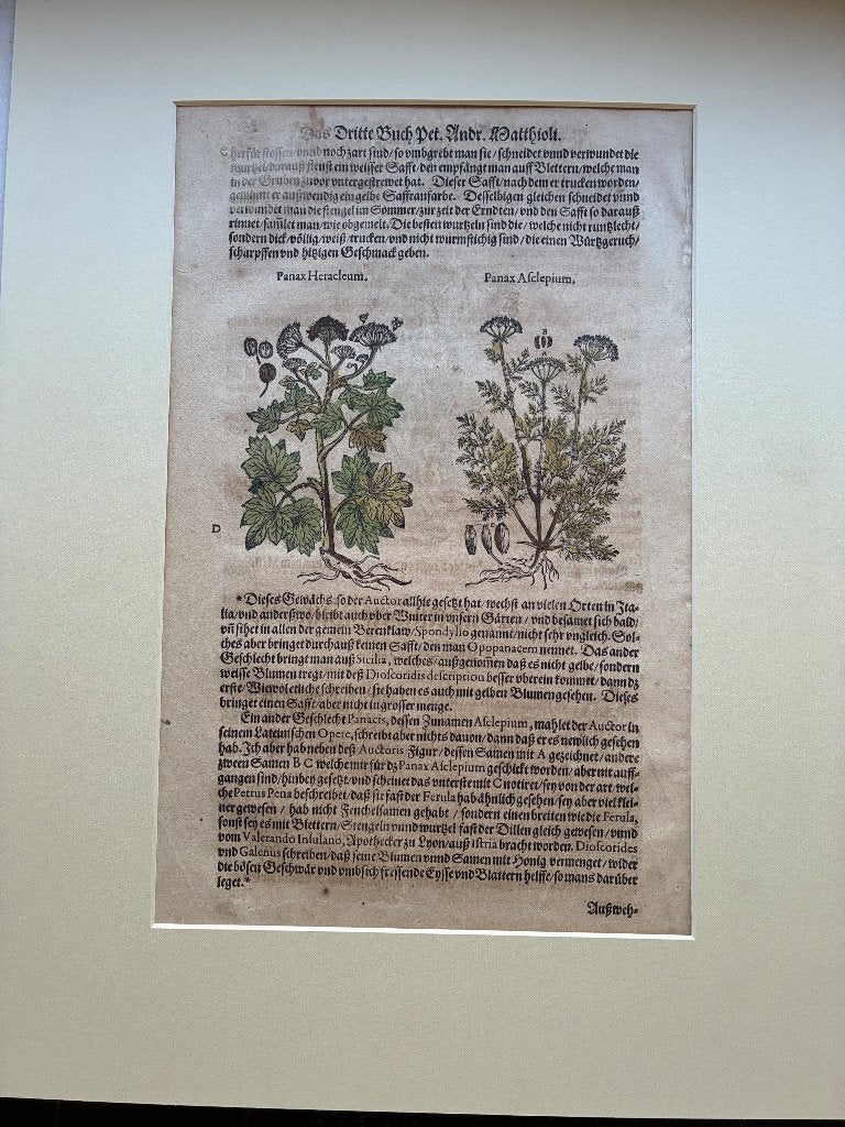 Blad uit kruidenboek. Mattioli, Kreutterbuch, 1586., Ophalen