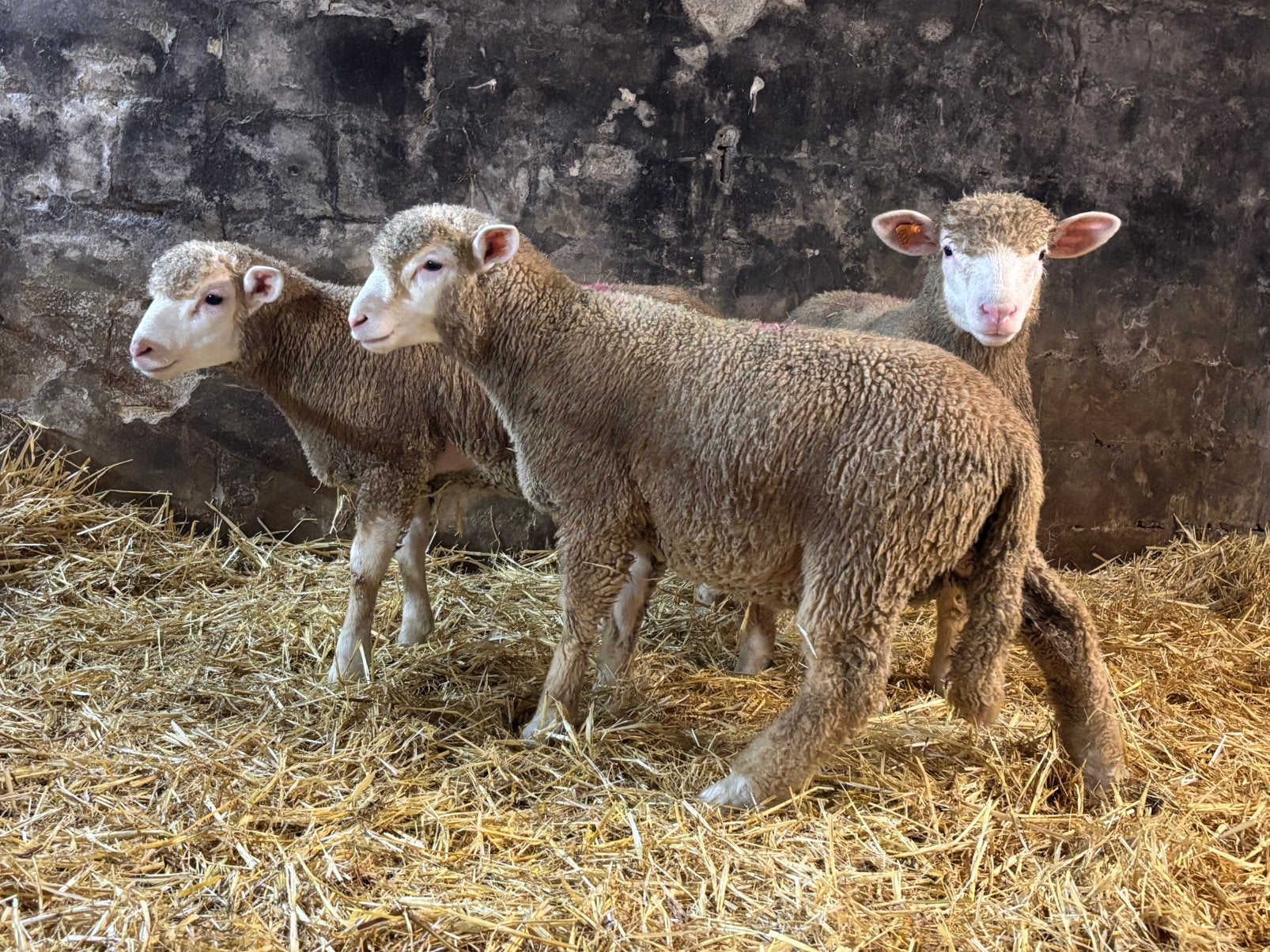 Ile de france rammen, Dieren en Toebehoren, Mannelijk, Schaap, 0 tot 2 jaar