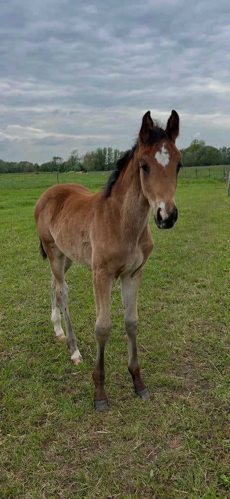 Merrieveulen uit top sportstam, Dieren en Toebehoren, Paarden, Merrie, Onbeleerd, 170 tot 175 cm, 0 tot 2 jaar, Dressuurpaard