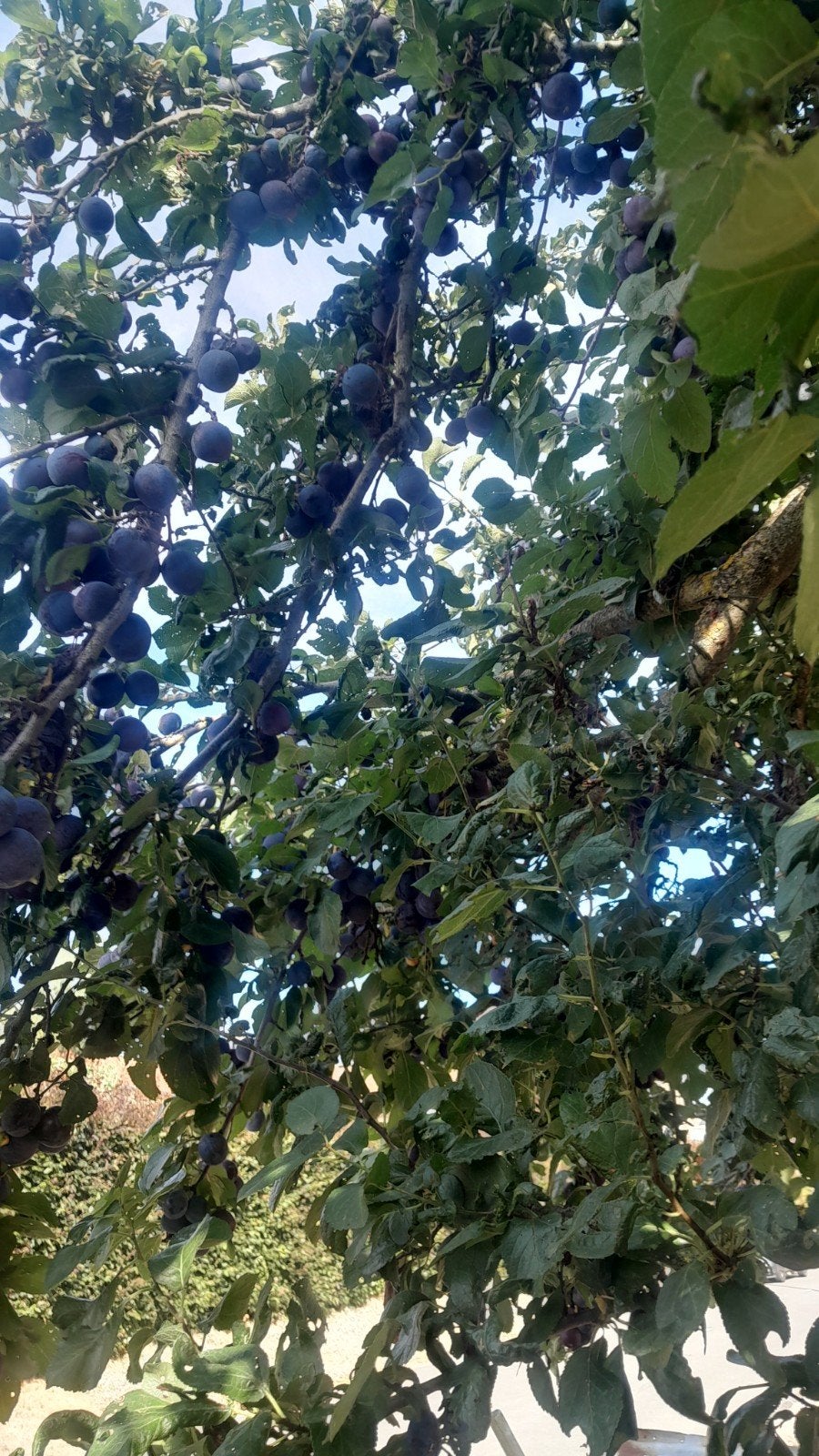 pruimen Bleu de Belgique, Ophalen