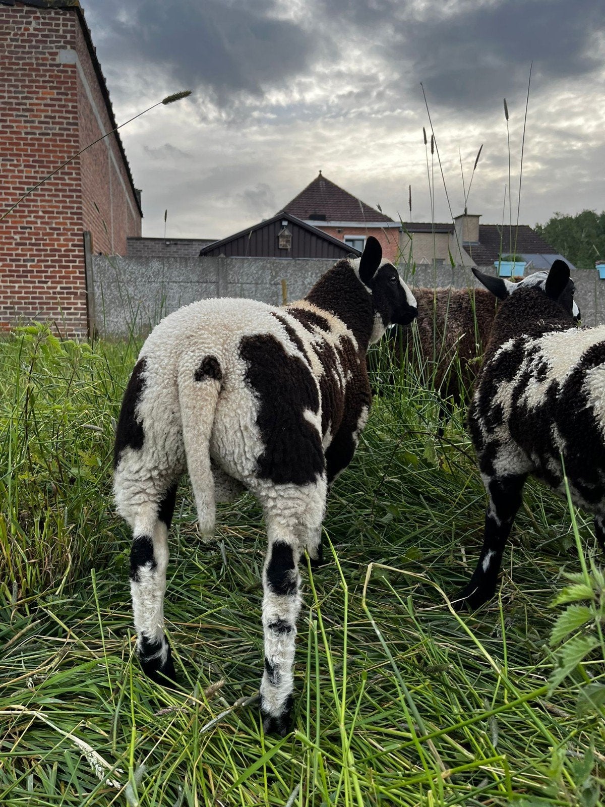 Baggerbonte ramlammeren