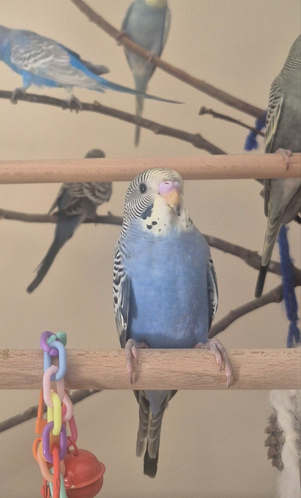 Perruche super sympa, Animaux & Accessoires, Oiseaux | Perruches & Perroquets, Domestique