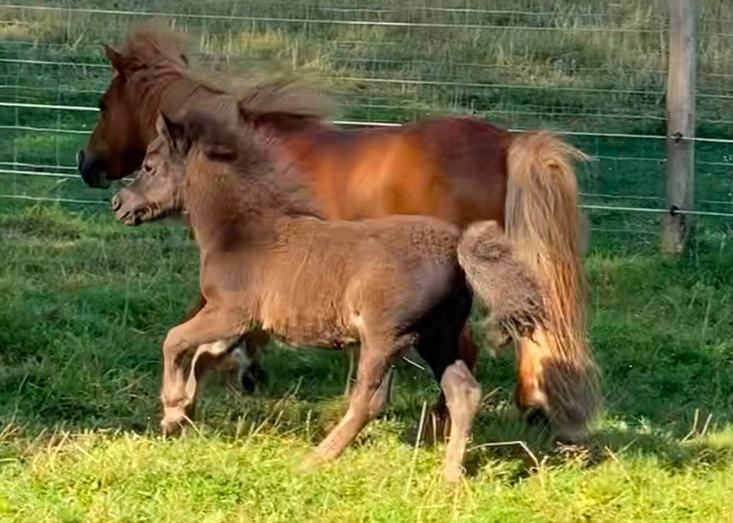 Shetlandveulentjes, Merrie, Gechipt