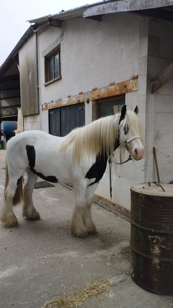 Halve stal gezocht voor lieve Tinker ruin, Dieren en Toebehoren, Paarden, Ruin, Niet van toepassing, Minder dan 160 cm, 11 jaar of ouder