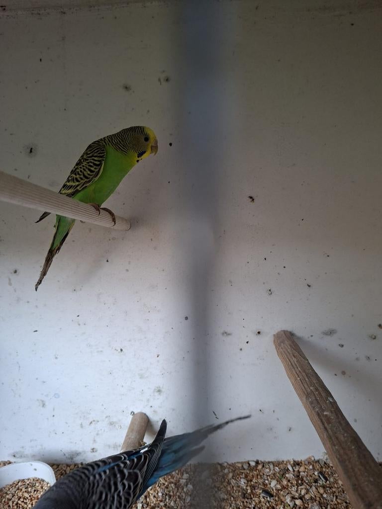 Groene split blackface pop te koop, Dieren en Toebehoren, Vogels | Parkieten en Papegaaien
