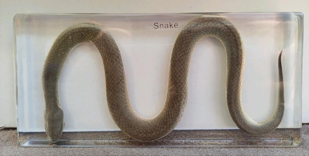 Taxidermie - rariteitenkabinet - Slang in epoxy hars, Ophalen of Verzenden, Zo goed als nieuw, Reptiel of Amfibie, Opgezet dier