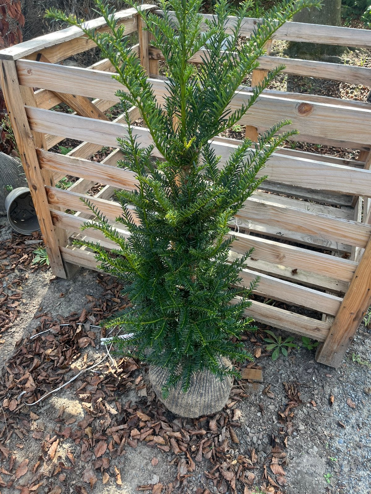 Haagplanten,Taxus, Ophalen of Verzenden, Taxus