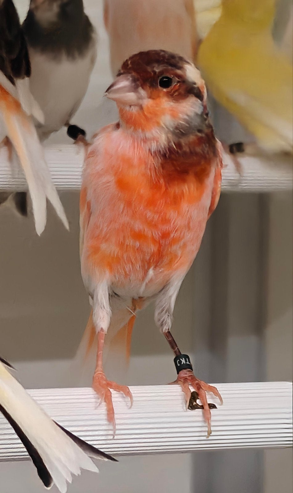 raszuivere Portugese Harlekijn kanaries, Meerdere dieren, Postuurkanarie