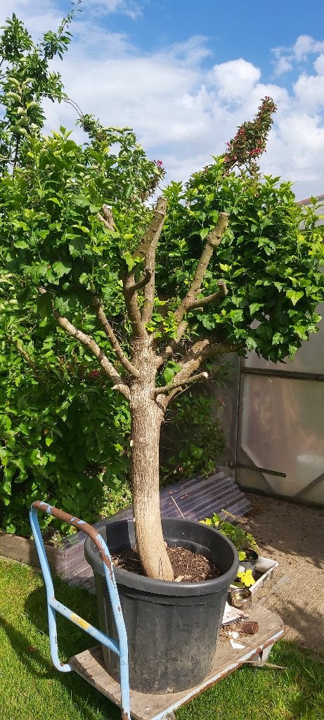 Hibiscus, Tuin en Terras, Ophalen, Zomer, Vaste plant, Overige soorten