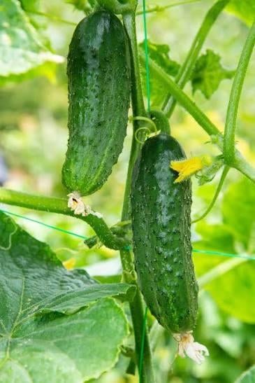 Plantes de concombre BIO prêtes à planter