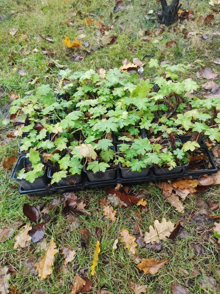 Geranium spessart, Tuin en Terras, Ophalen