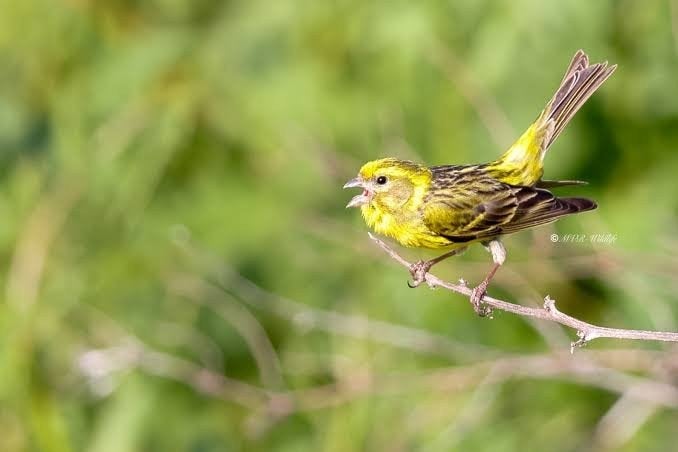 Cini kanarie van 2026, Dieren en Toebehoren