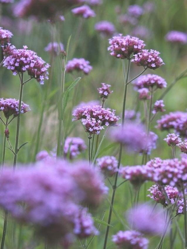 Ijzerhard - Verbena Bonariensis stekjes, Tuin en Terras, Bloembollen en Zaden, Ophalen, Gehele jaar, Volle zon