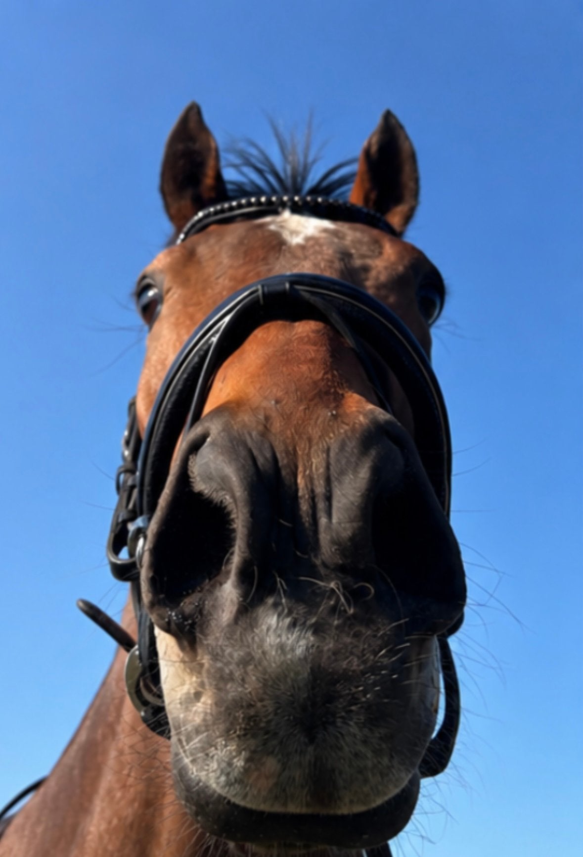 Bijrijder gezocht, Animaux & Accessoires, Chevaux