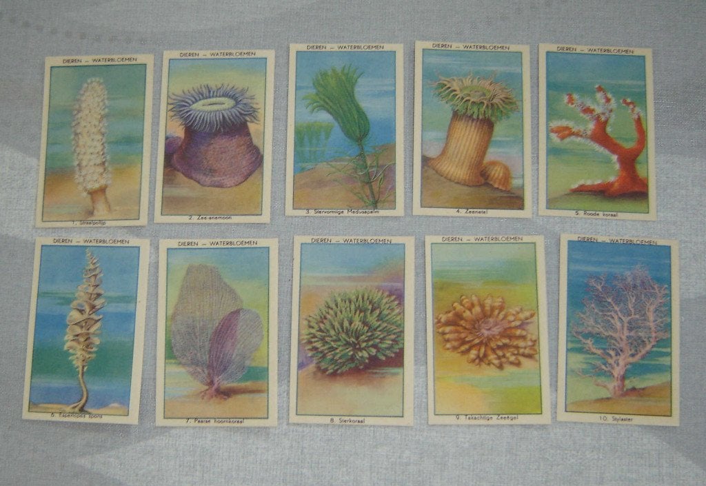 Chromos DE BIE Poperinghe WATERBLOEMEN Volledig 10st, Verzamelen, Foto's en Prenten, Verzenden, Zo goed als nieuw, Voor 1940, Prent