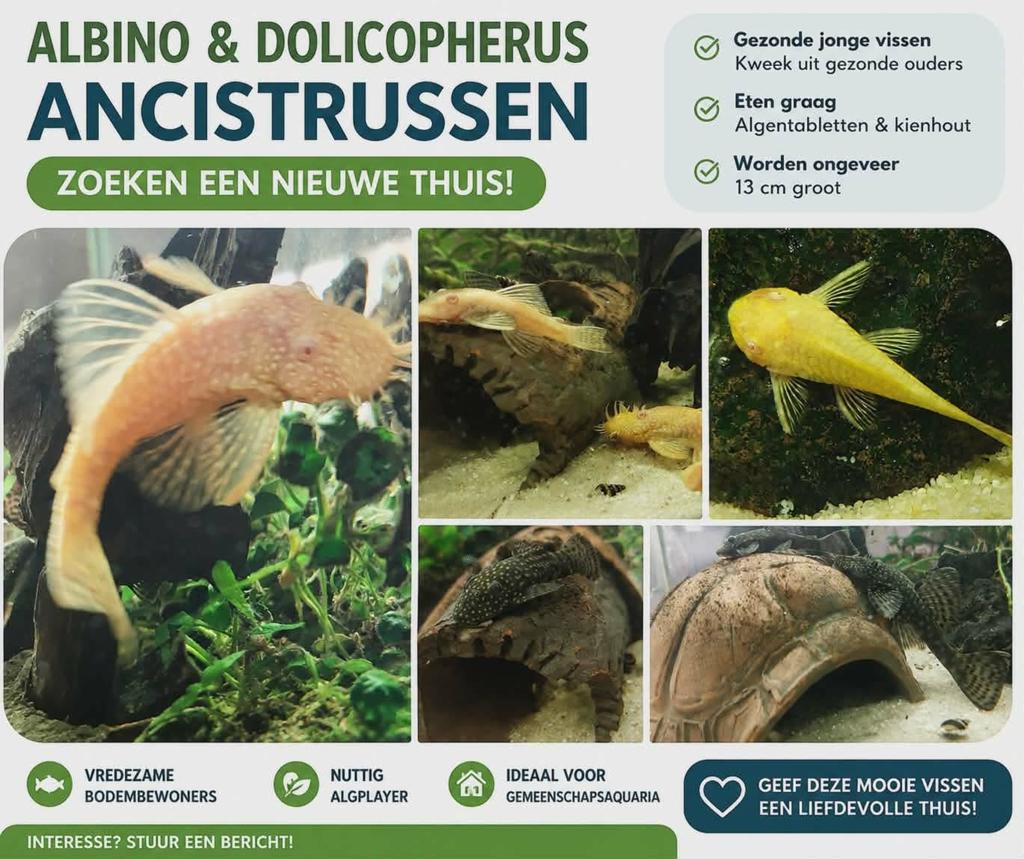 Ancistrus albino en dolichopterus zoeken nieuwe thuis, Dieren en Toebehoren, Ophalen