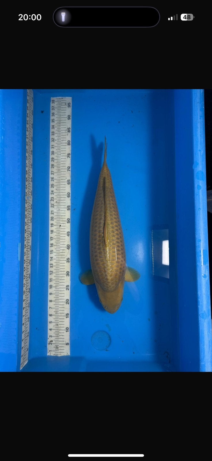 Chagoi, vrouw, +60cm