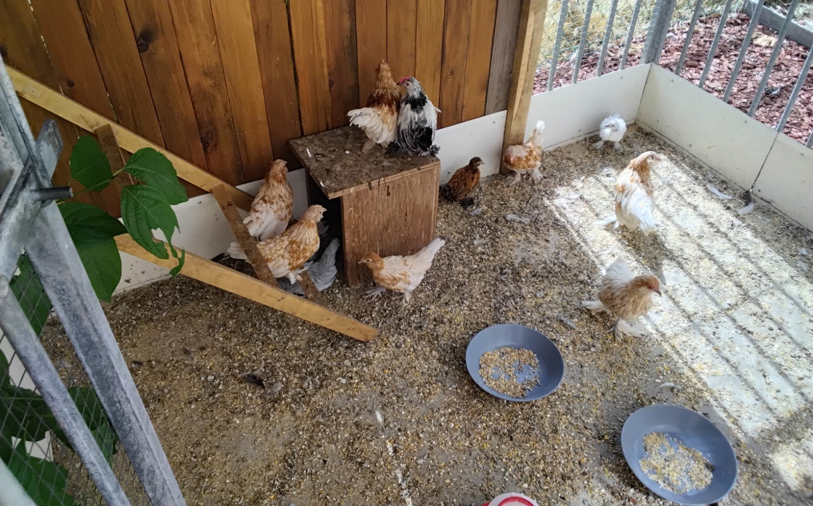Poulets écureuils barbus d'Uccle