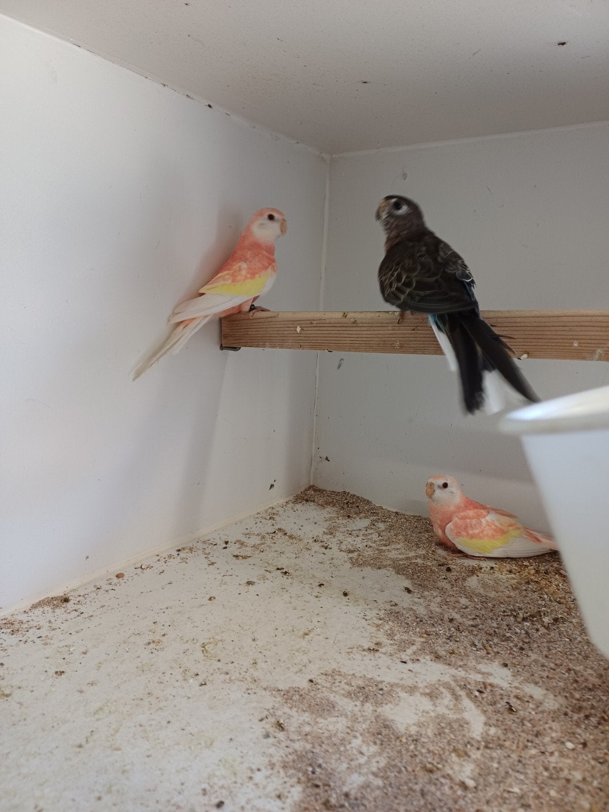 bourkes, Animaux & Accessoires, Oiseaux | Perruches & Perroquets