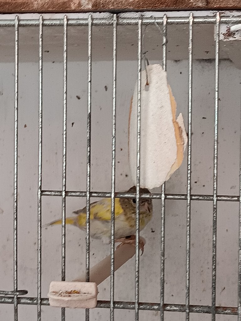 kruising sijs x kanarie, Mâle, Bâtard
