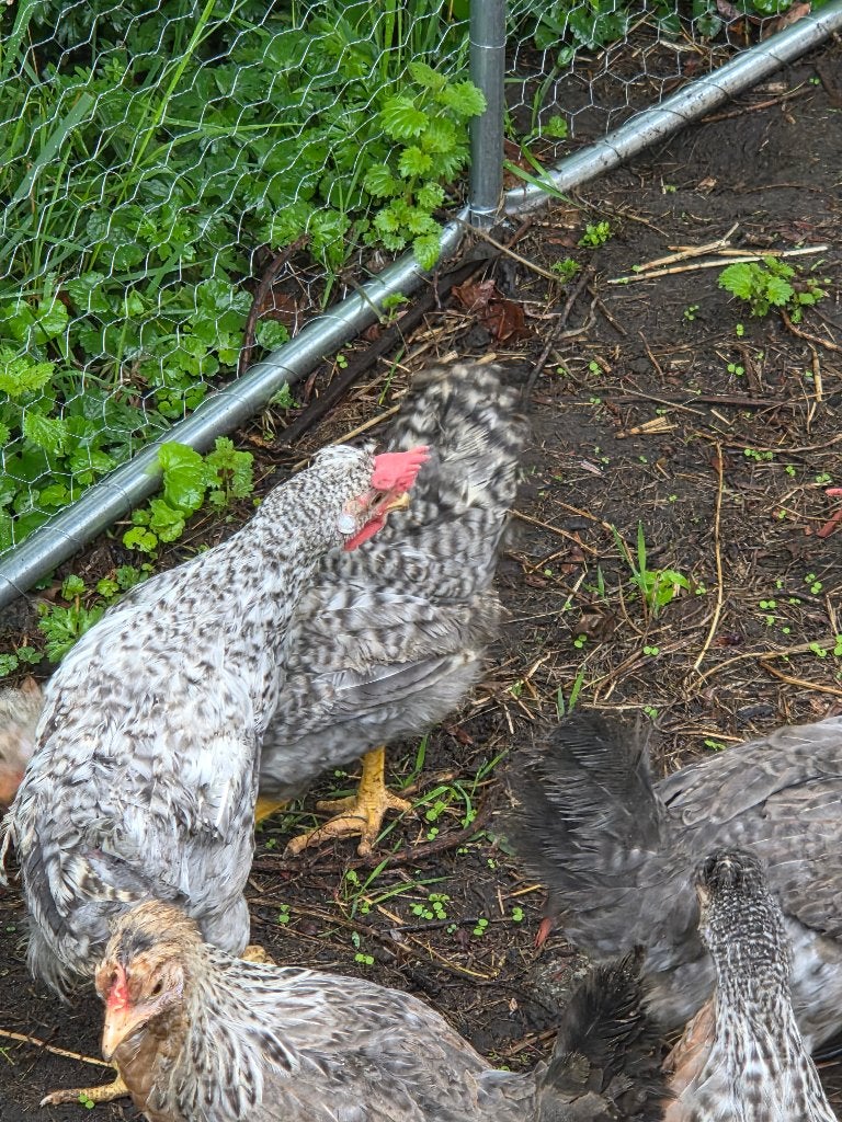 Cream legbar haantjes, Mâle, Poule ou poulet