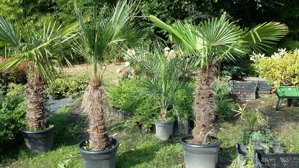 PALMBOMEN   30%  KORTING   OP=OP, Tuin en Terras, Planten | Bomen, 100 tot 250 cm, Zomer, Palmboom, Ophalen
