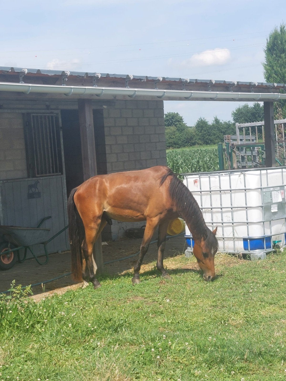 B pony, Dieren en Toebehoren, Ruin, B
