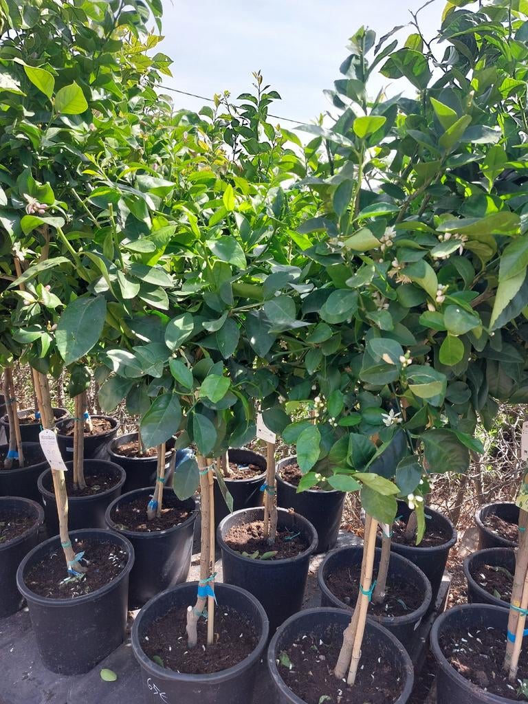 Citrussen limoen/citroen, Tuin en Terras, Planten | Tuinplanten, Ophalen