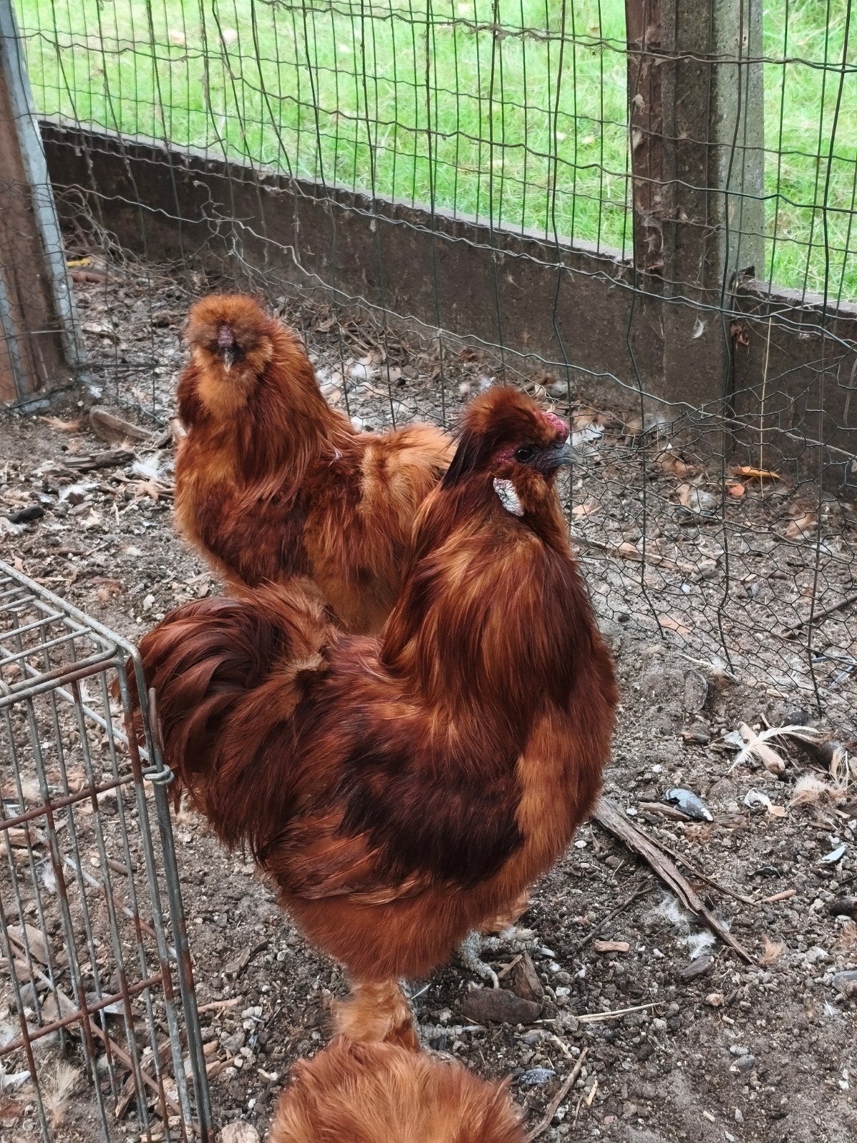 2 zijdehoenders haan, Dieren en Toebehoren, Mannelijk, Kip