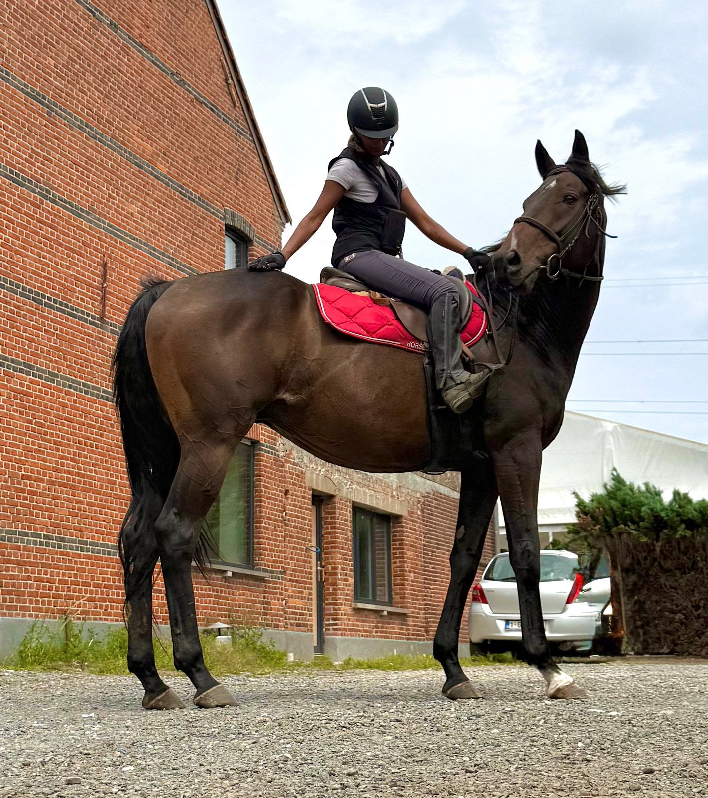 Appareil polyvalent Brave 8y, Hongre