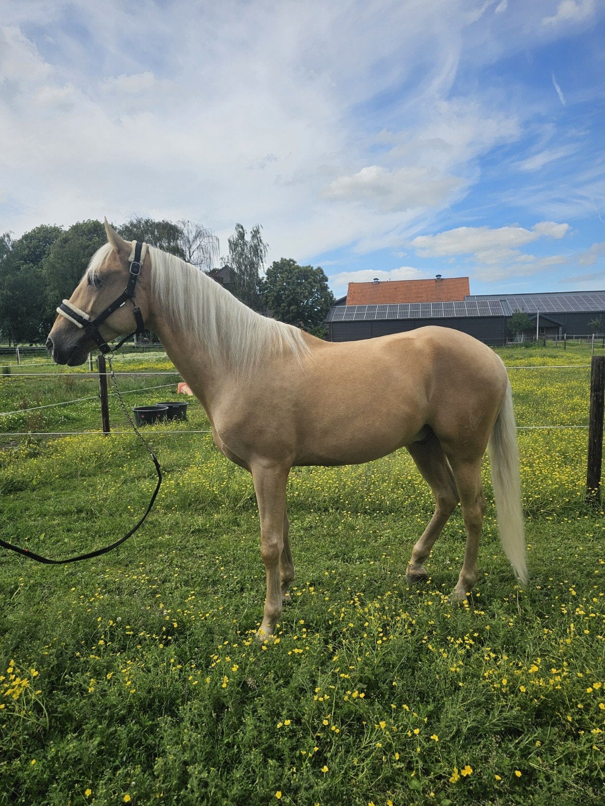Knappe en brave palomino, Dieren en Toebehoren, Paarden, Met stamboom, Ruin, Zadelmak, 3 tot 6 jaar