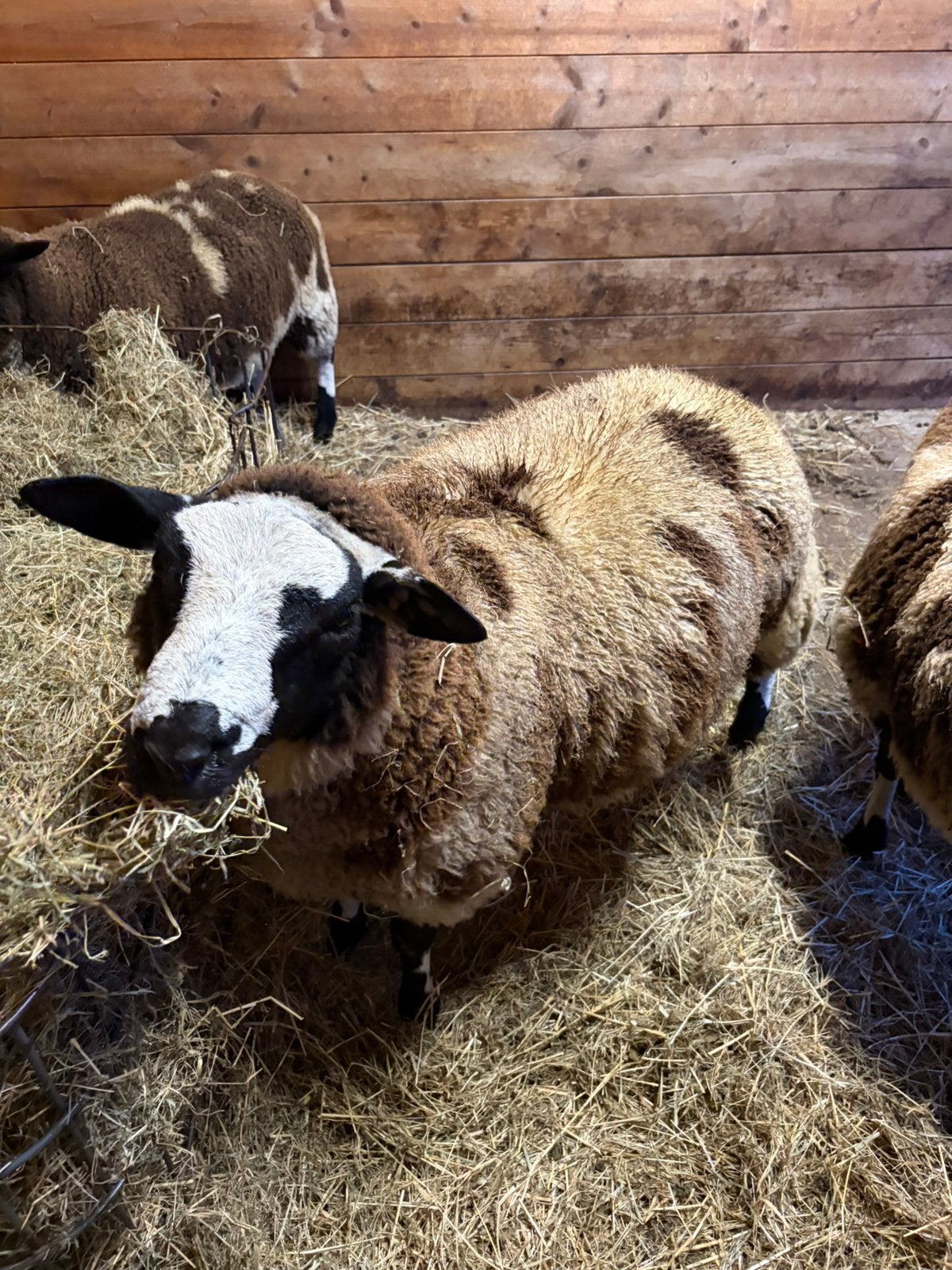 Baggerbonte dekram, Dieren en Toebehoren, Schaap