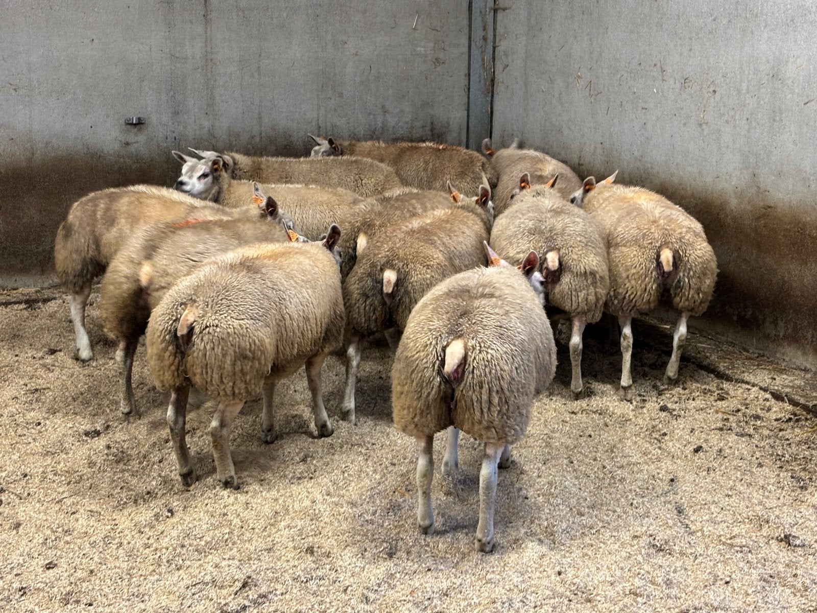 Stamboek texelaar ooilammeren te koop, Dieren en Toebehoren, Vrouwelijk, Schaap, 0 tot 2 jaar